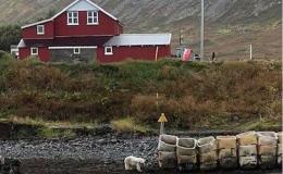 Polar Bear shot in Jökulfjörður Iceland!