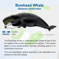 Bowhead Whale (Balaena Mysticetus)