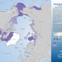 Beluga Whale Distribution and Movement