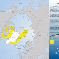Narwhal Whale Distribution and Movement