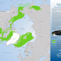 Bowhead Whale Distribution and Movement