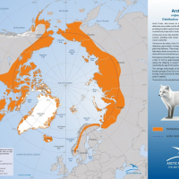 Arctic Fox Distribution and Movement