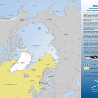 Common Minke Whale Distribution & Movement