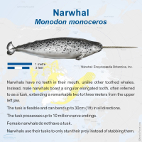Narwhal (Monodon monoceros)