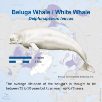 Beluga Whale (Delphinapterus leucas)