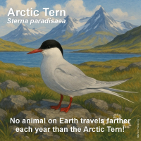 Arctic Tern (Sterna Paradisaea)